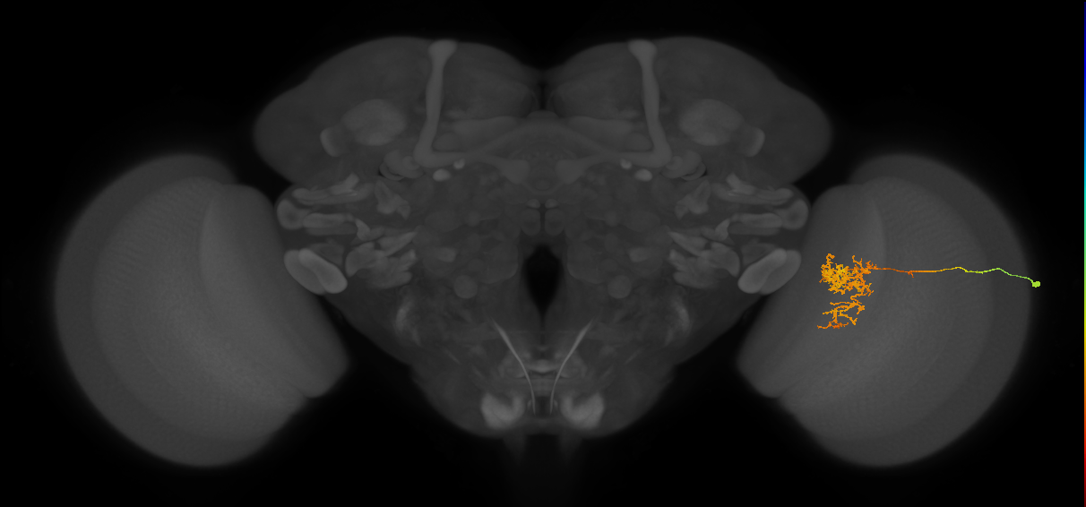 Tm24_R (MaleCNS:46822)