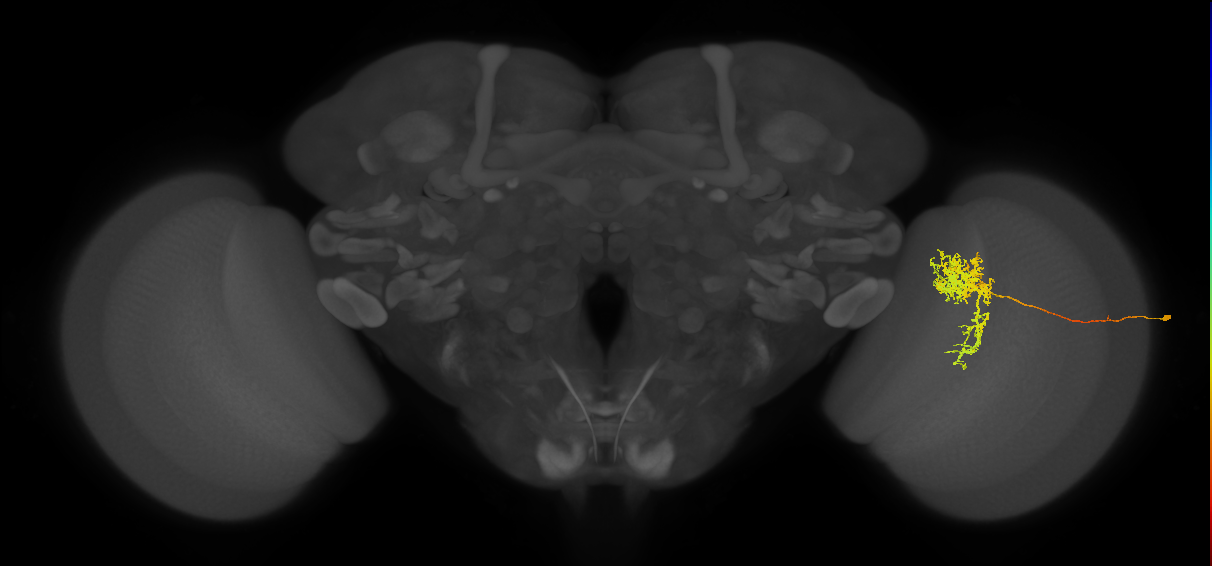 Tm24_R (MaleCNS:35037)
