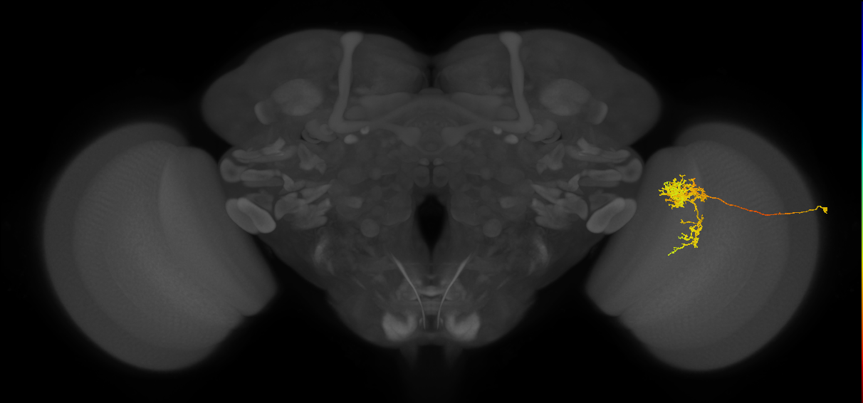 Tm24_R (MaleCNS:37545)