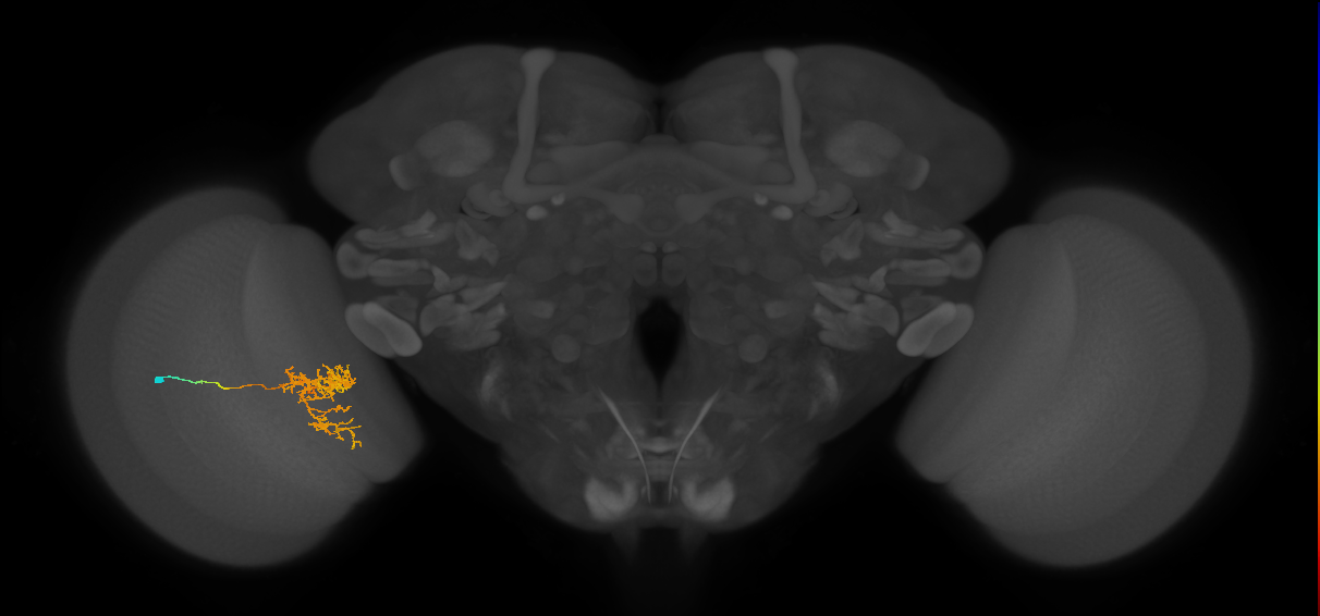 Tm24_L (MaleCNS:516561)