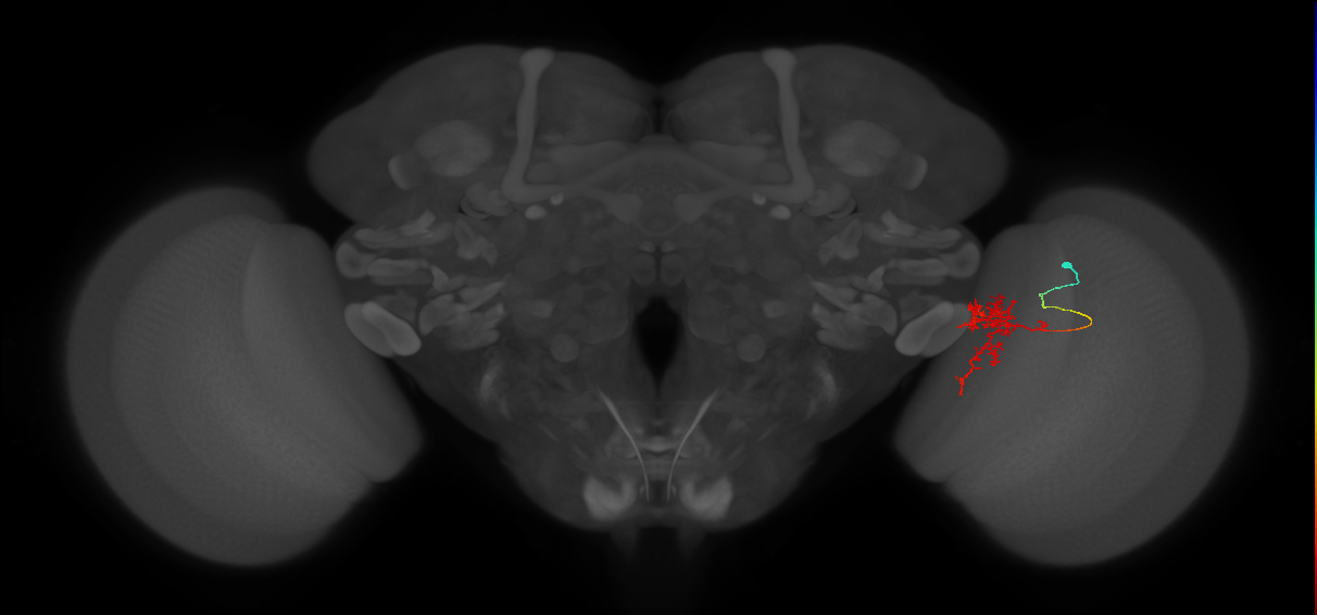 Tm24_R (MaleCNS:78823)