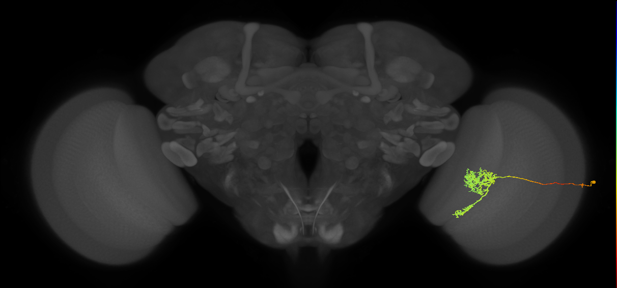 Tm24_R (MaleCNS:35633)