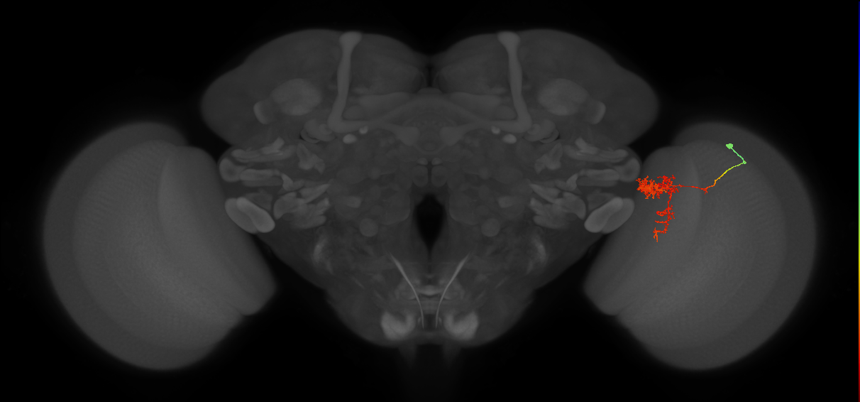 Tm24_R (MaleCNS:55408)