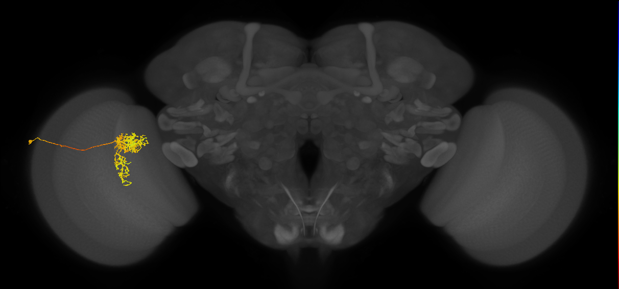 Tm24_L (MaleCNS:36605)