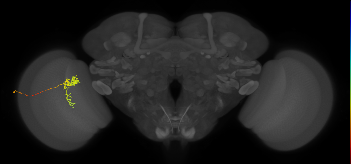 Tm24_L (MaleCNS:46557)