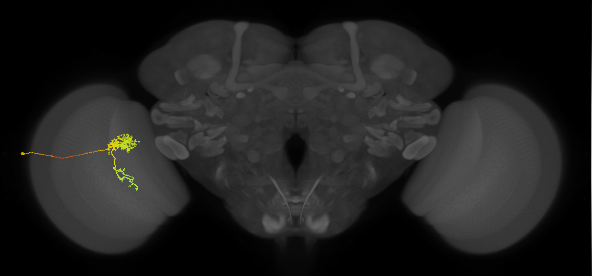 Tm24_L (MaleCNS:524982)