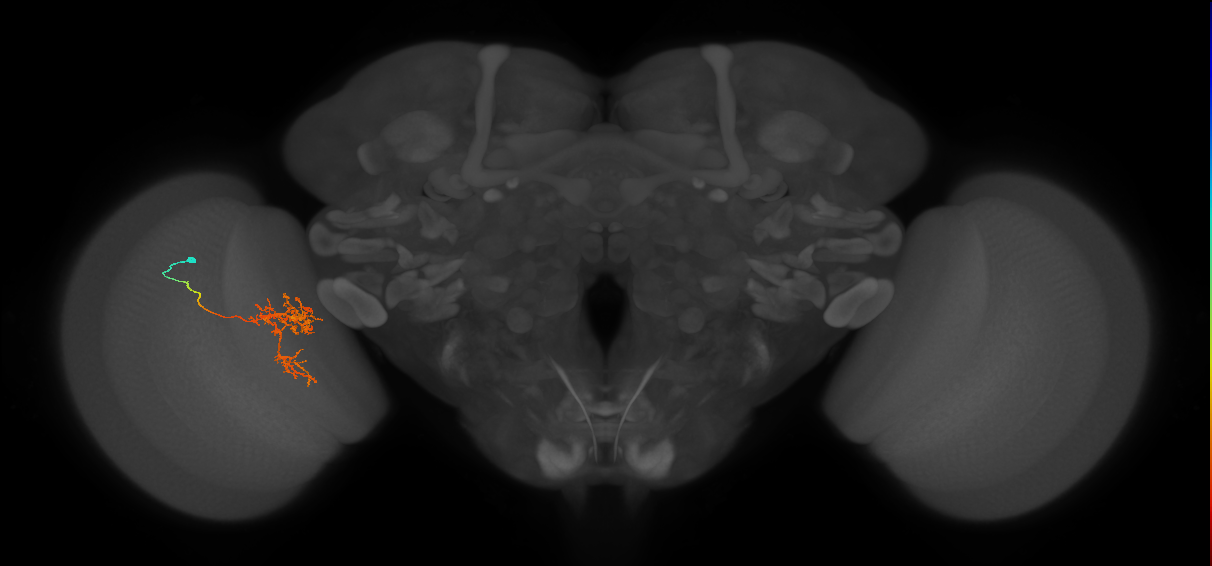 Tm24_L (MaleCNS:516759)