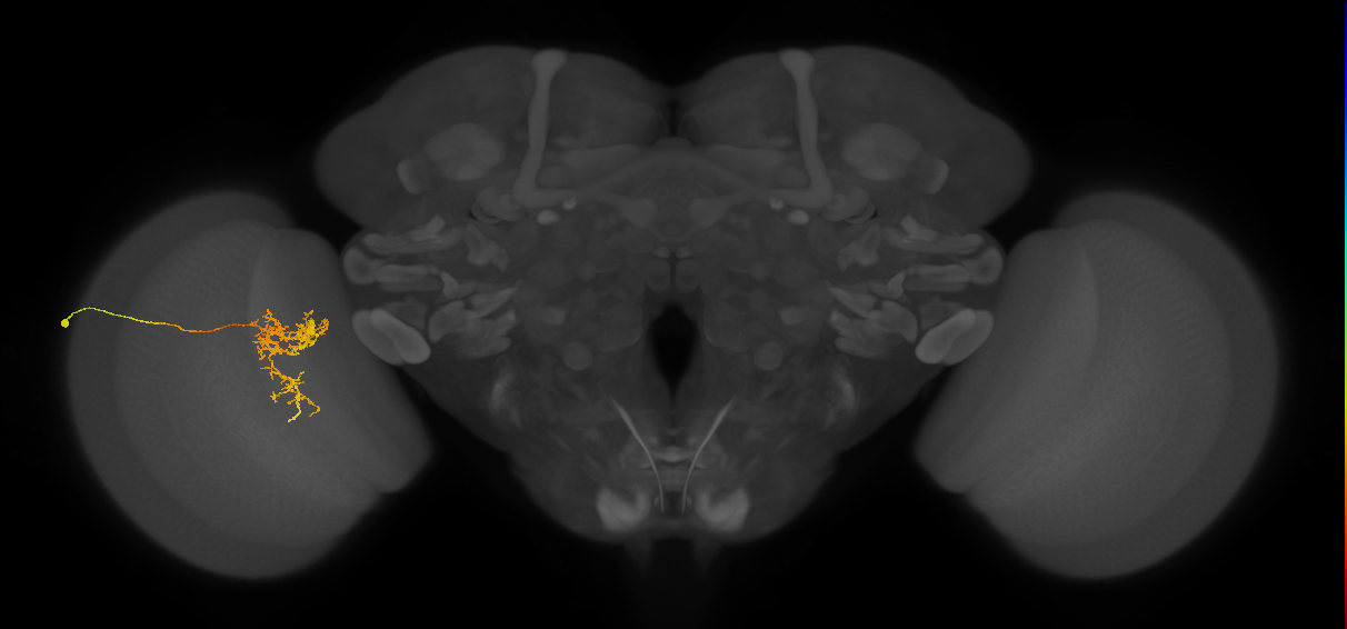 Tm24_L (MaleCNS:41761)