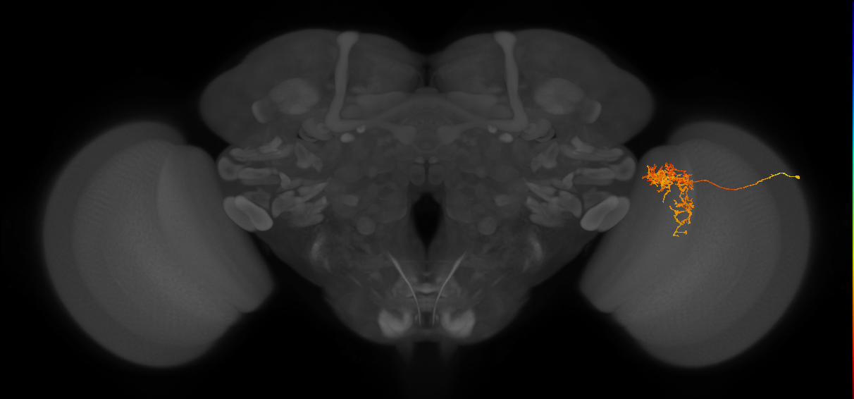 Tm24_R (MaleCNS:40075)