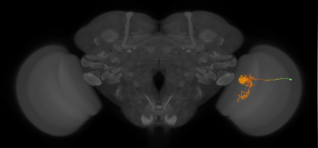 Tm24_R (MaleCNS:40083)