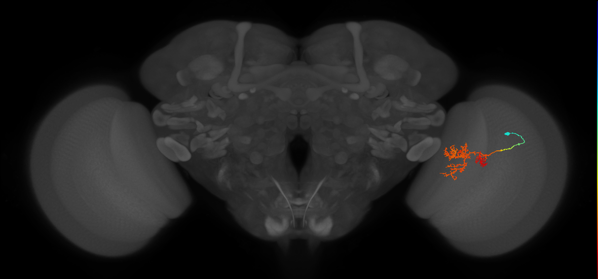 Tm24_R (MaleCNS:53771)