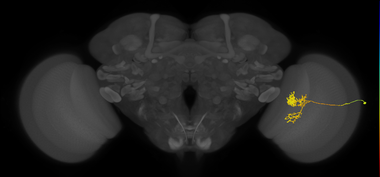 Tm24_R (MaleCNS:50658)
