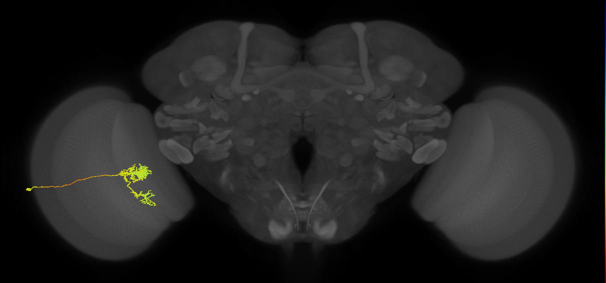 Tm24_L (MaleCNS:23344)