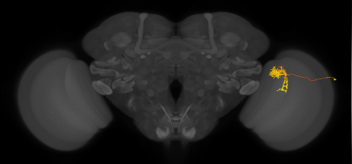 Tm24_R (MaleCNS:37361)