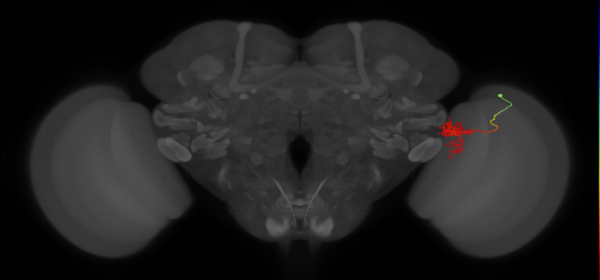 Tm24_R (MaleCNS:52477)