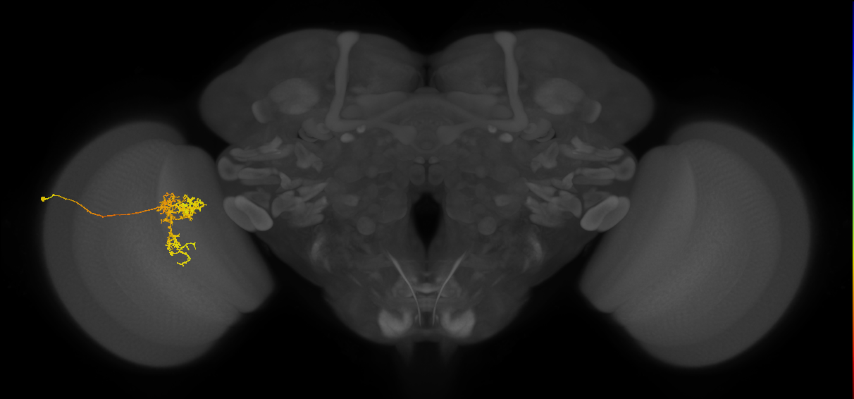 Tm24_L (MaleCNS:15781)