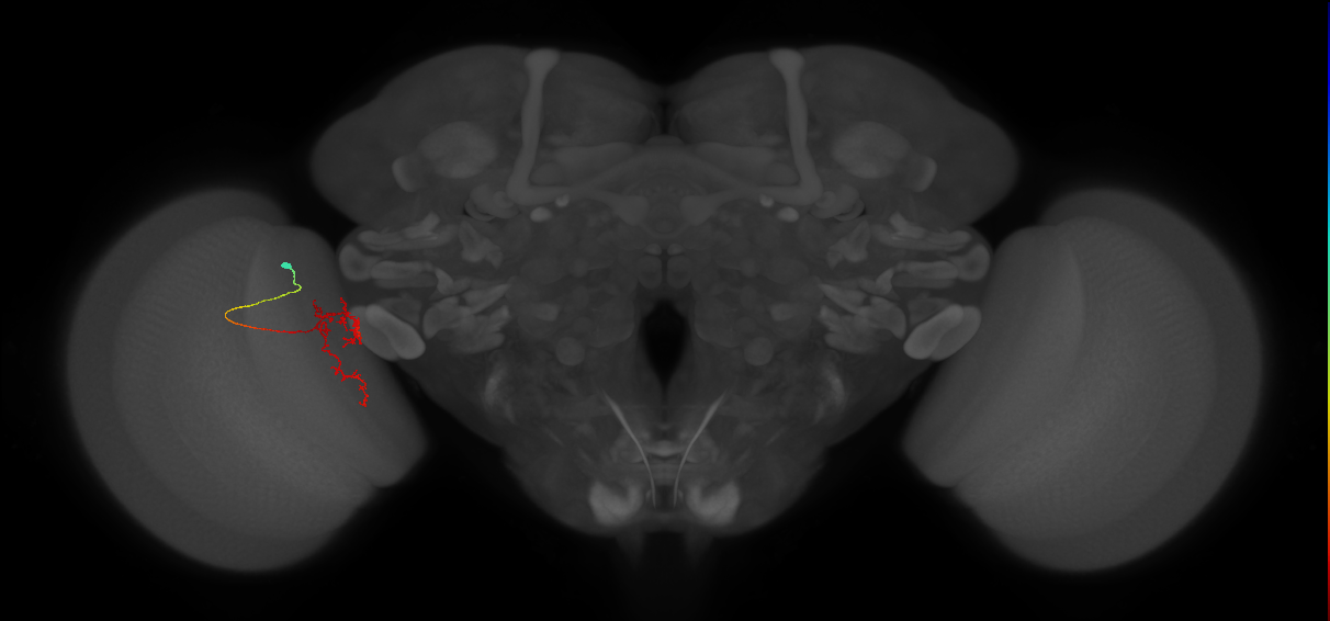 Tm24_L (MaleCNS:110829)
