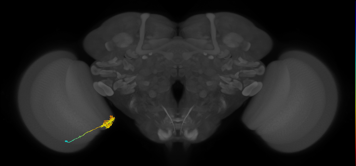 Tm24_L (MaleCNS:516066)