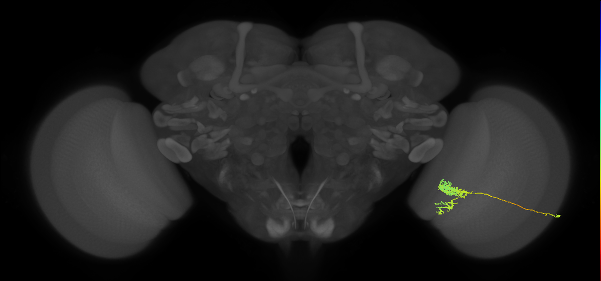 Tm24_R (MaleCNS:38935)