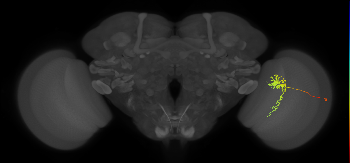 Tm24_R (MaleCNS:52370)