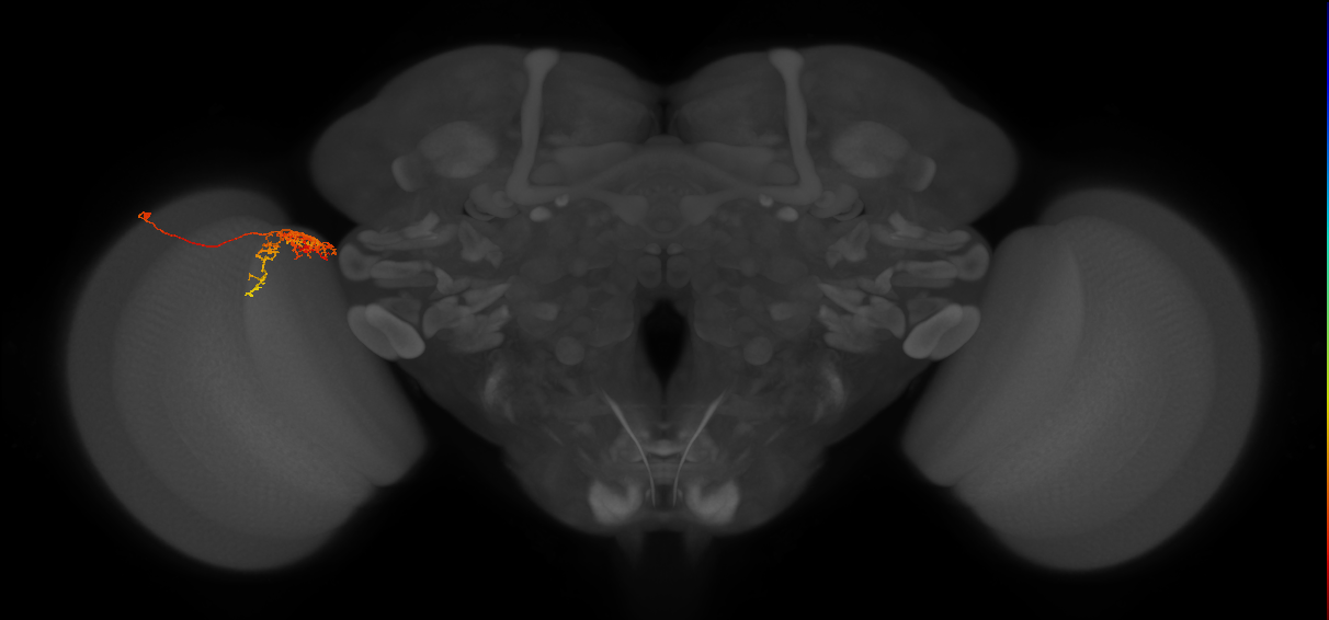 Tm24_L (MaleCNS:84084)