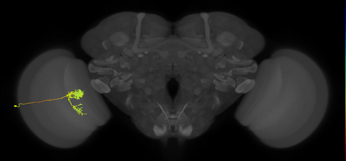 Tm24_L (MaleCNS:48047)