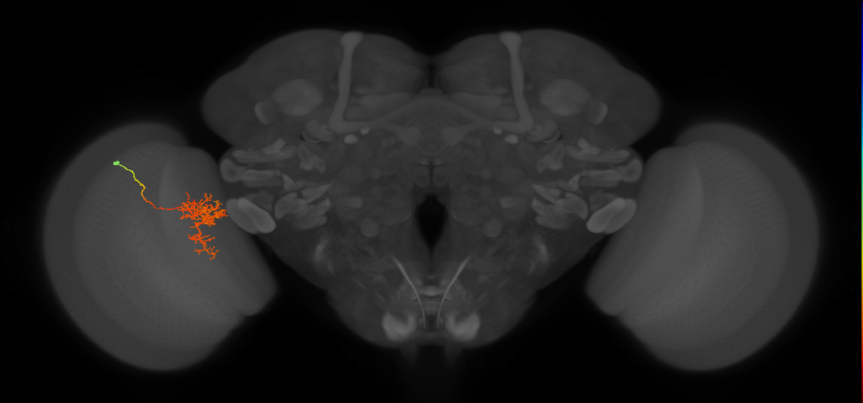 Tm24_L (MaleCNS:537799)