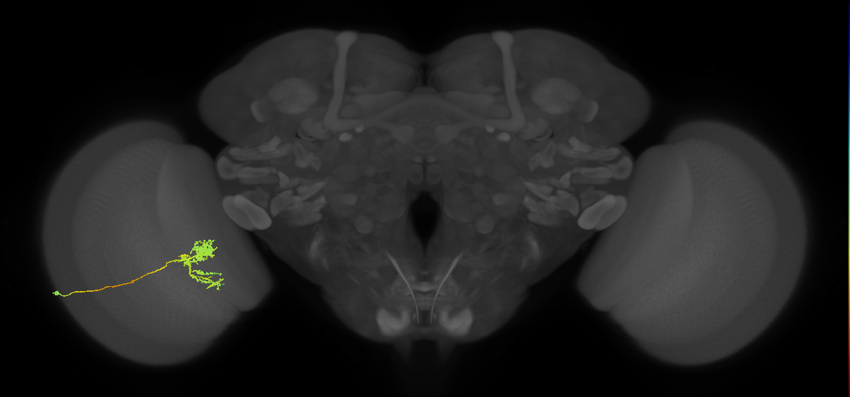 Tm24_L (MaleCNS:46433)