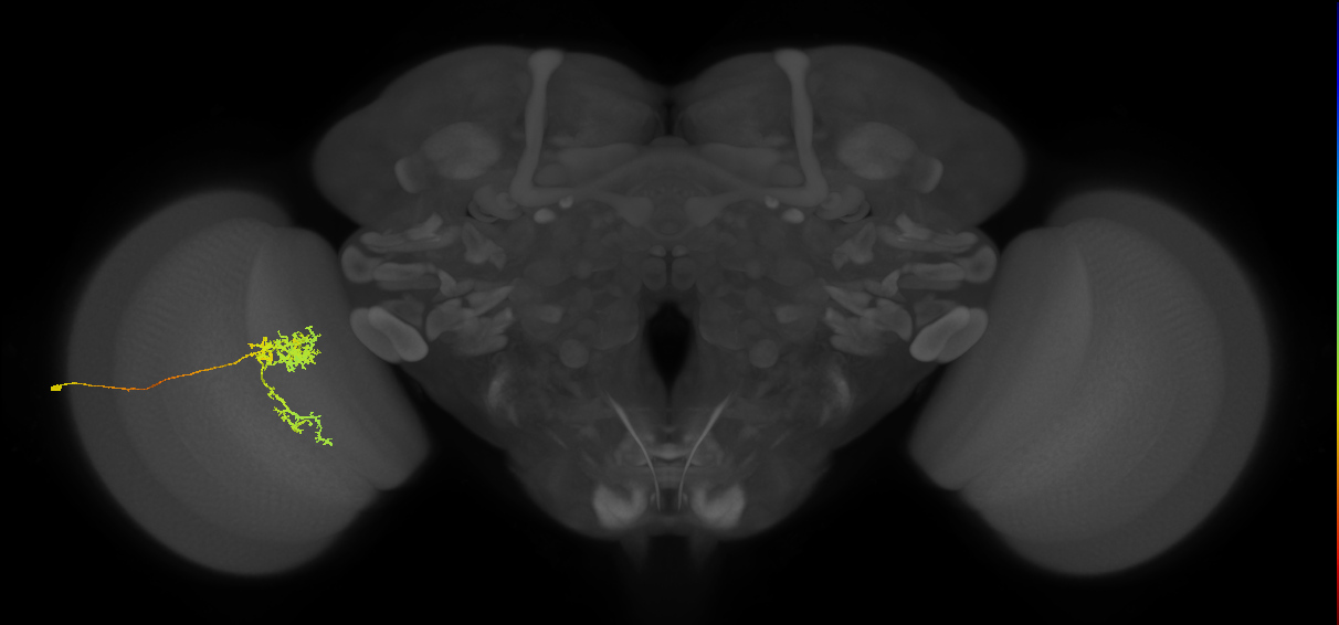 Tm24_L (MaleCNS:13777)