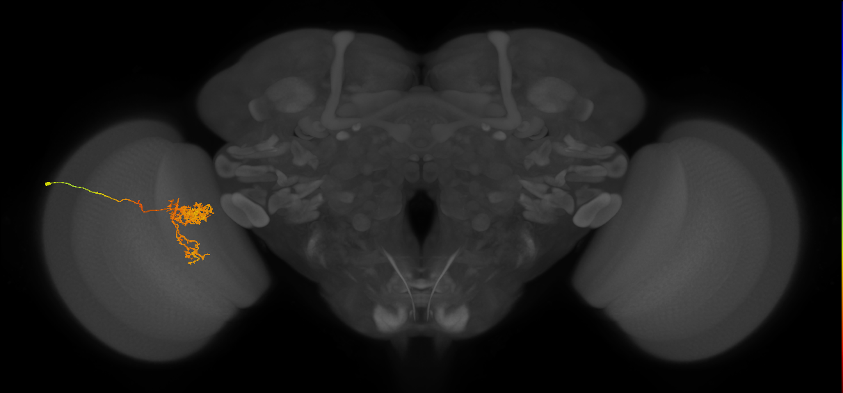 Tm24_L (MaleCNS:529846)