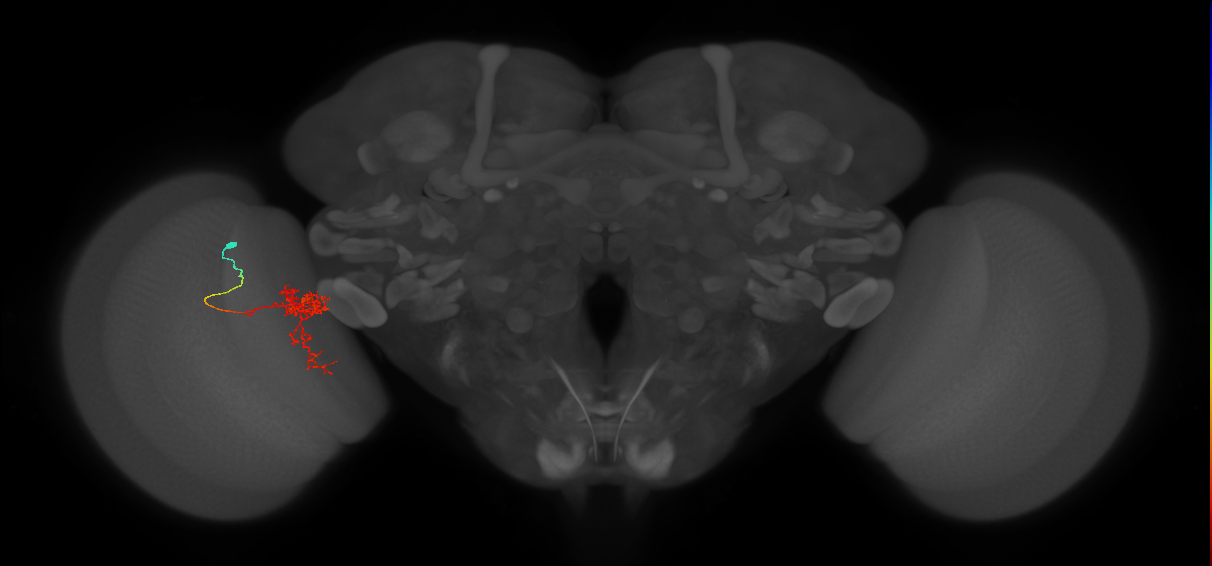 Tm24_L (MaleCNS:548051)