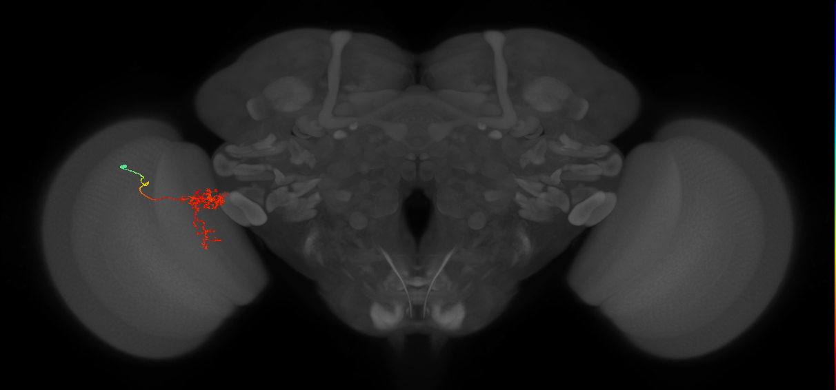 Tm24_L (MaleCNS:65166)