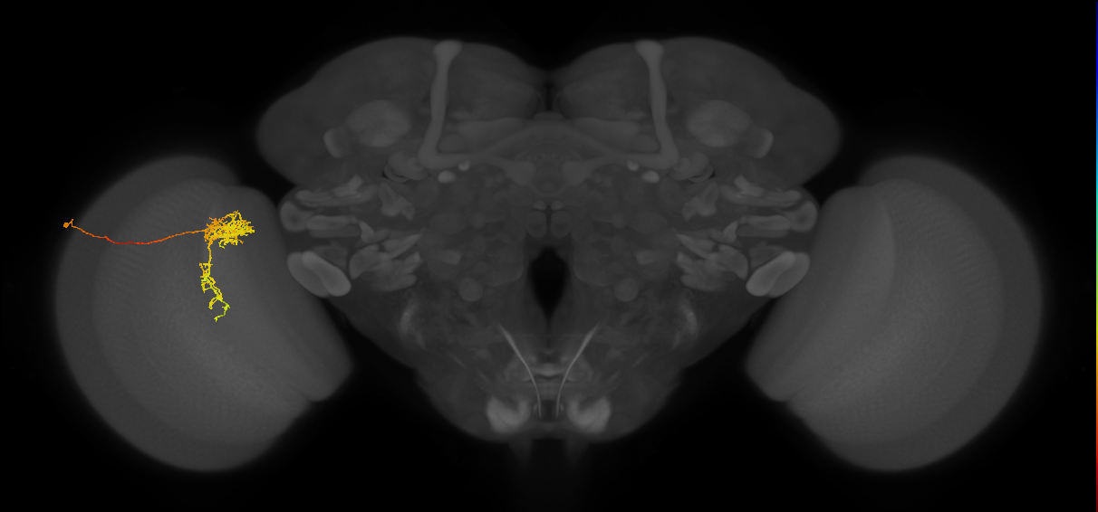 Tm24_L (MaleCNS:48006)