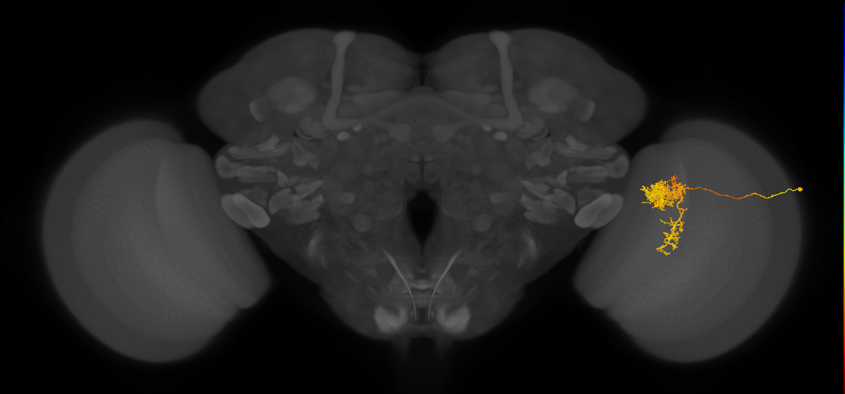 Tm24_R (MaleCNS:30768)