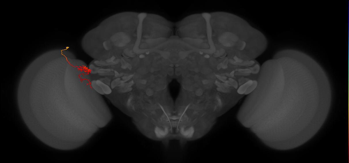 Tm24_L (MaleCNS:94753)