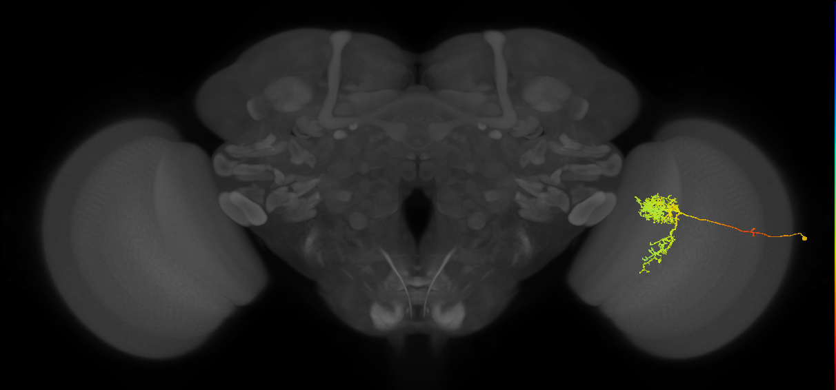 Tm24_R (MaleCNS:33036)