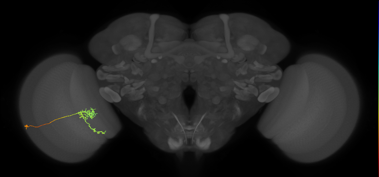 Tm24_L (MaleCNS:513492)