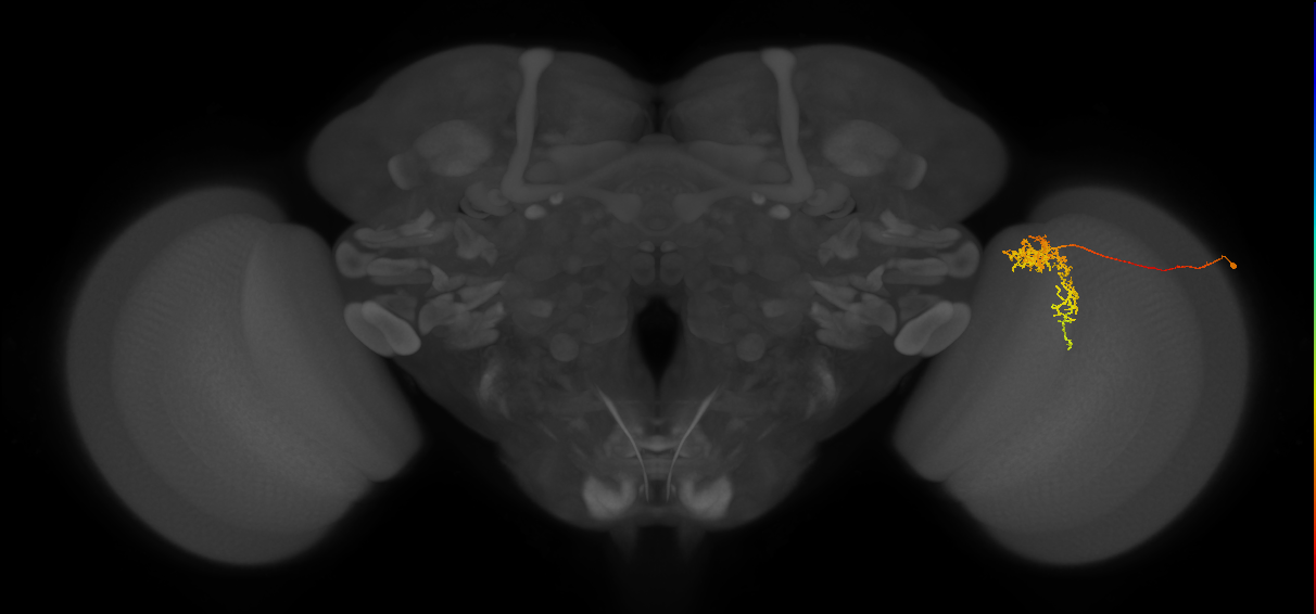 Tm24_R (MaleCNS:61361)