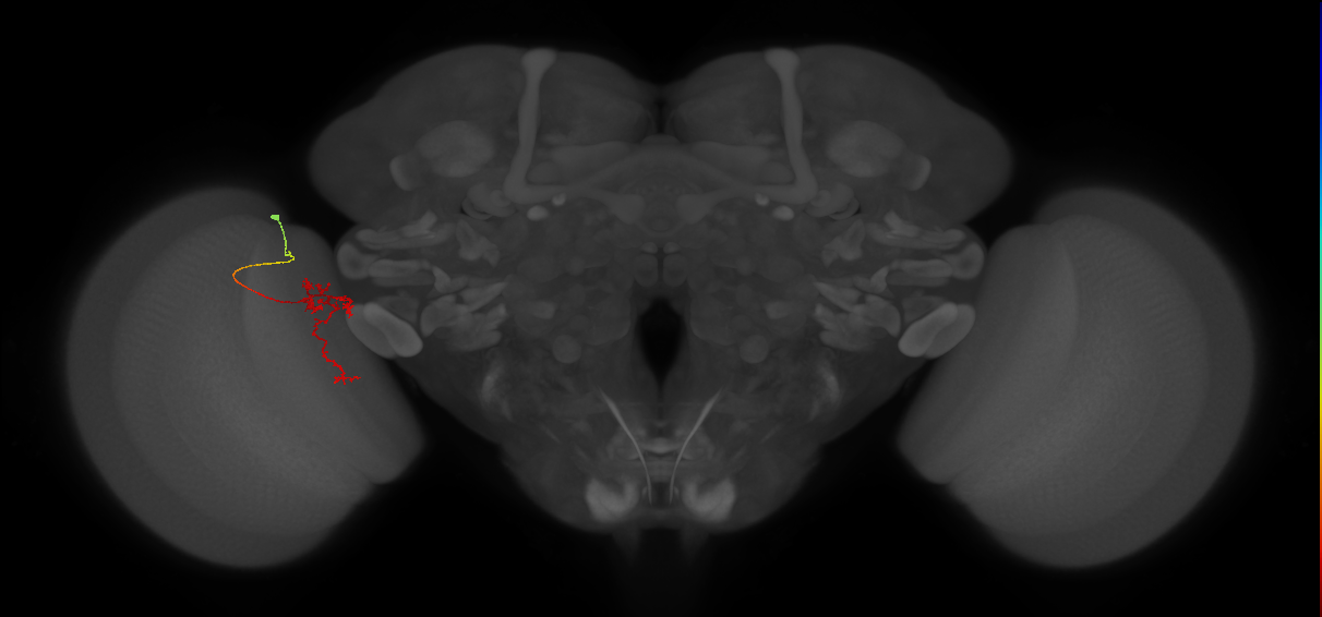 Tm24_L (MaleCNS:98889)