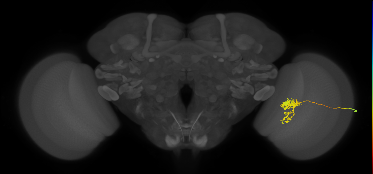 Tm24_R (MaleCNS:47597)