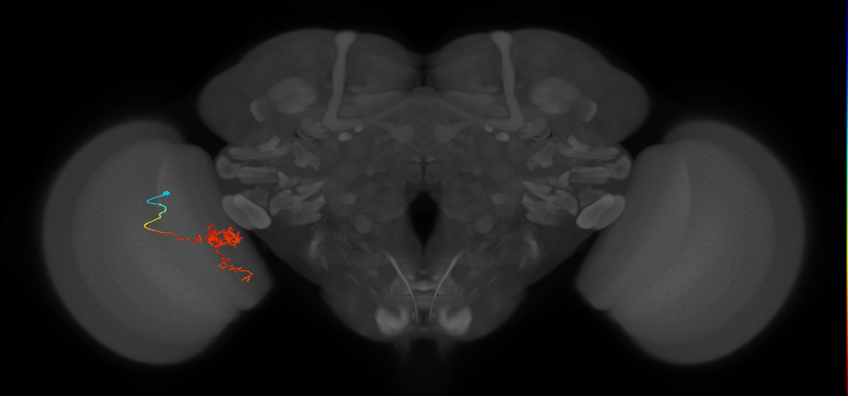 Tm24_L (MaleCNS:537587)