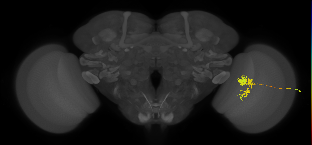 Tm24_R (MaleCNS:45342)
