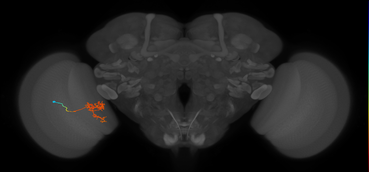 Tm24_L (MaleCNS:64861)