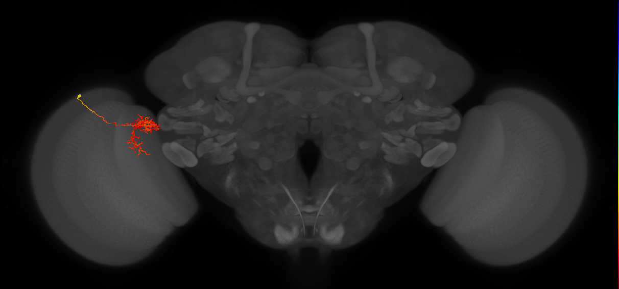 Tm24_L (MaleCNS:27778)