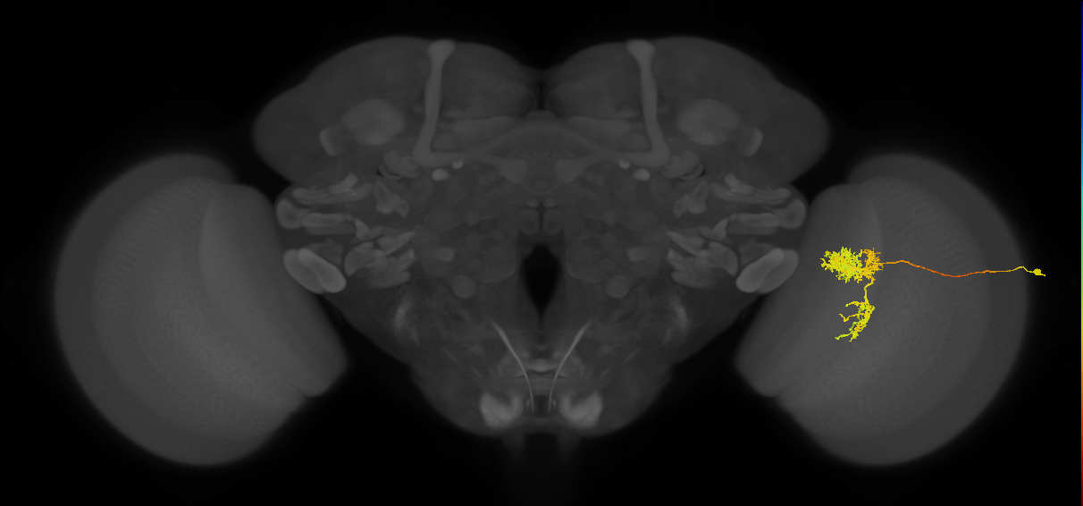 Tm24_R (MaleCNS:30820)