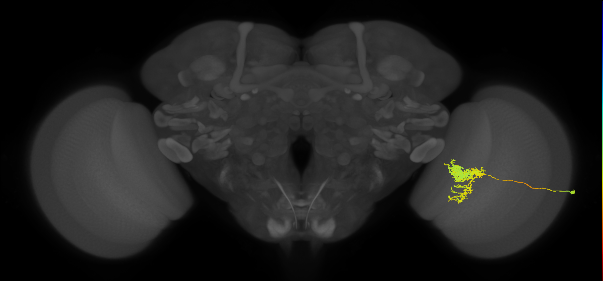 Tm24_R (MaleCNS:25981)