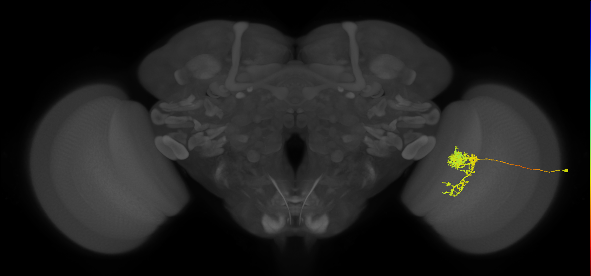 Tm24_R (MaleCNS:32857)