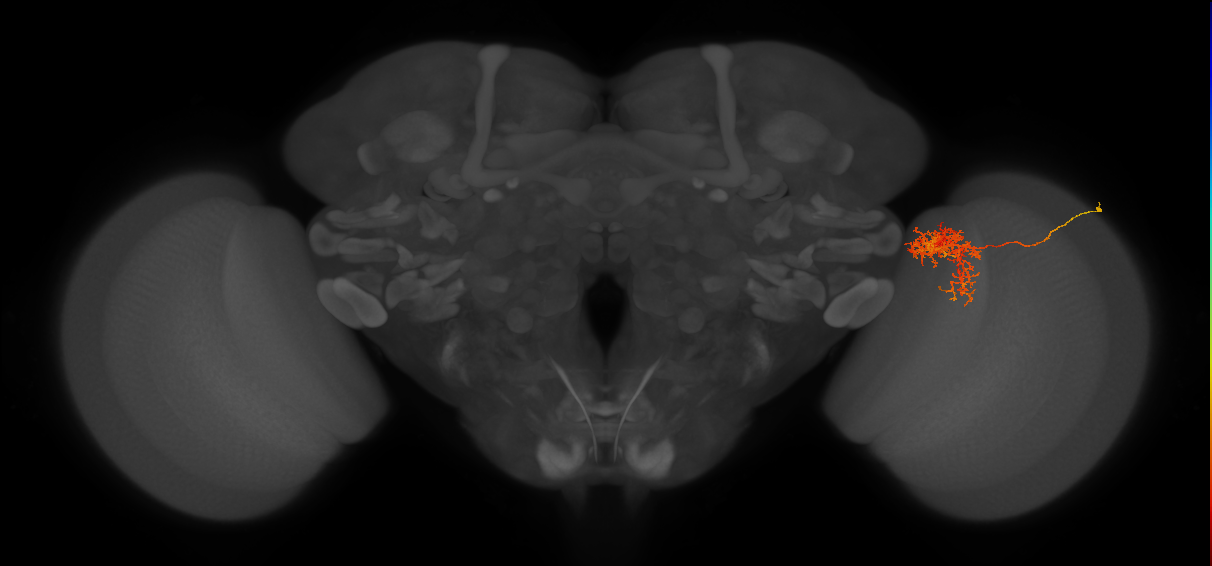 Tm24_R (MaleCNS:42399)