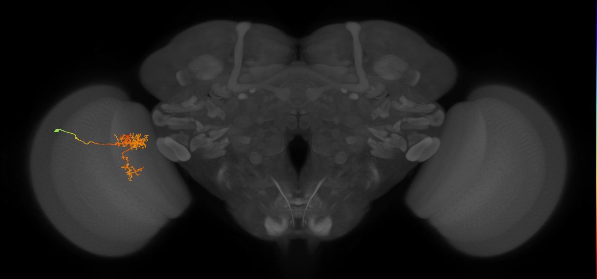 Tm24_L (MaleCNS:42615)