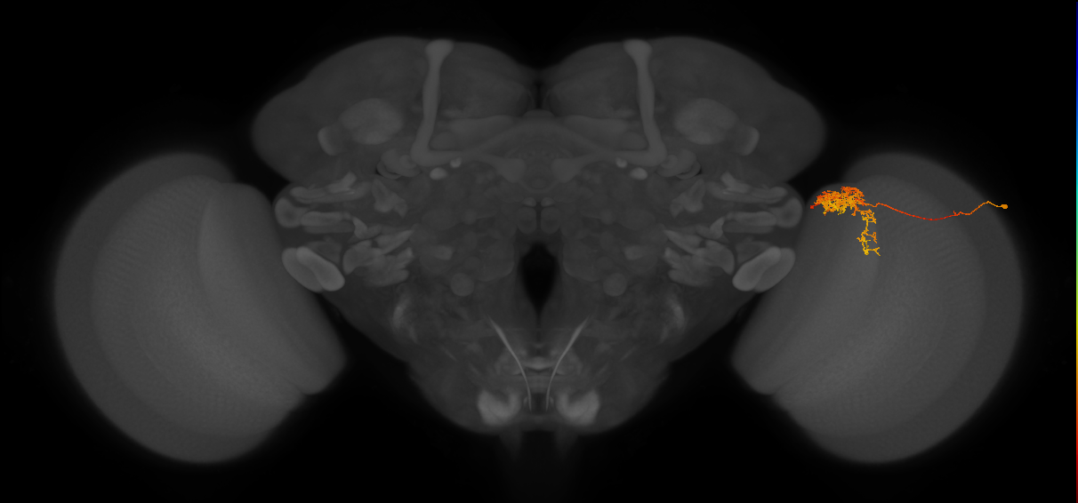 Tm24_R (MaleCNS:54967)